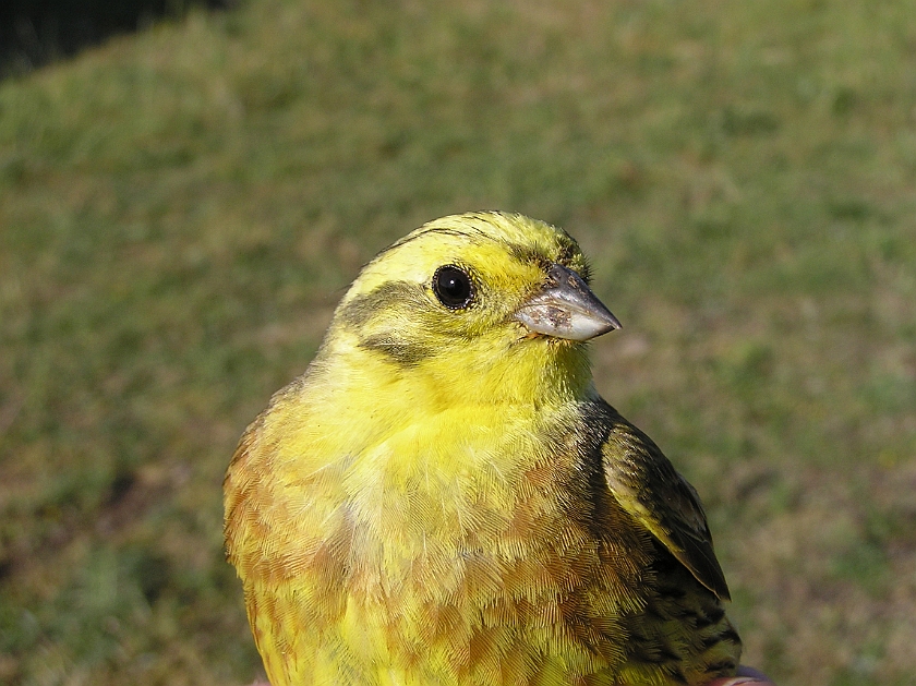 Yellowhammer, Sundre 20070609